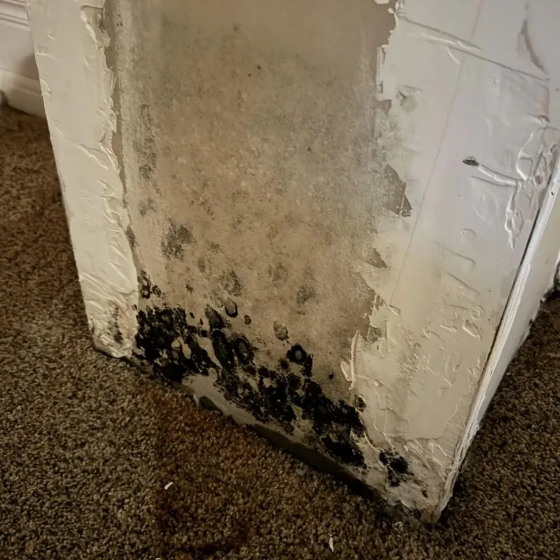 Professional Mold Removal in Cornersville, TN